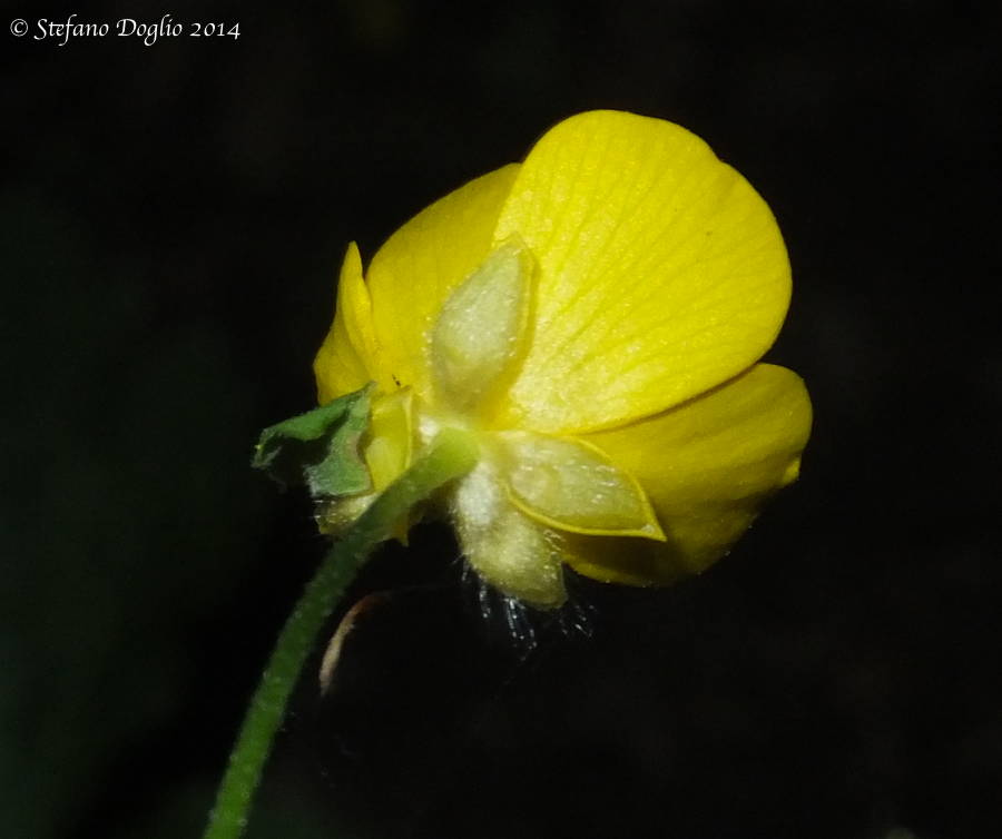 Ranunculus lanuginosus... oppure? Il ritorno :-)